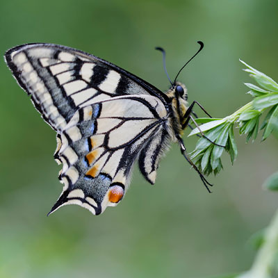 Logotype - Identité visuelle - Atlas de la Biodiversité Communale - Parc national des Pyrénées