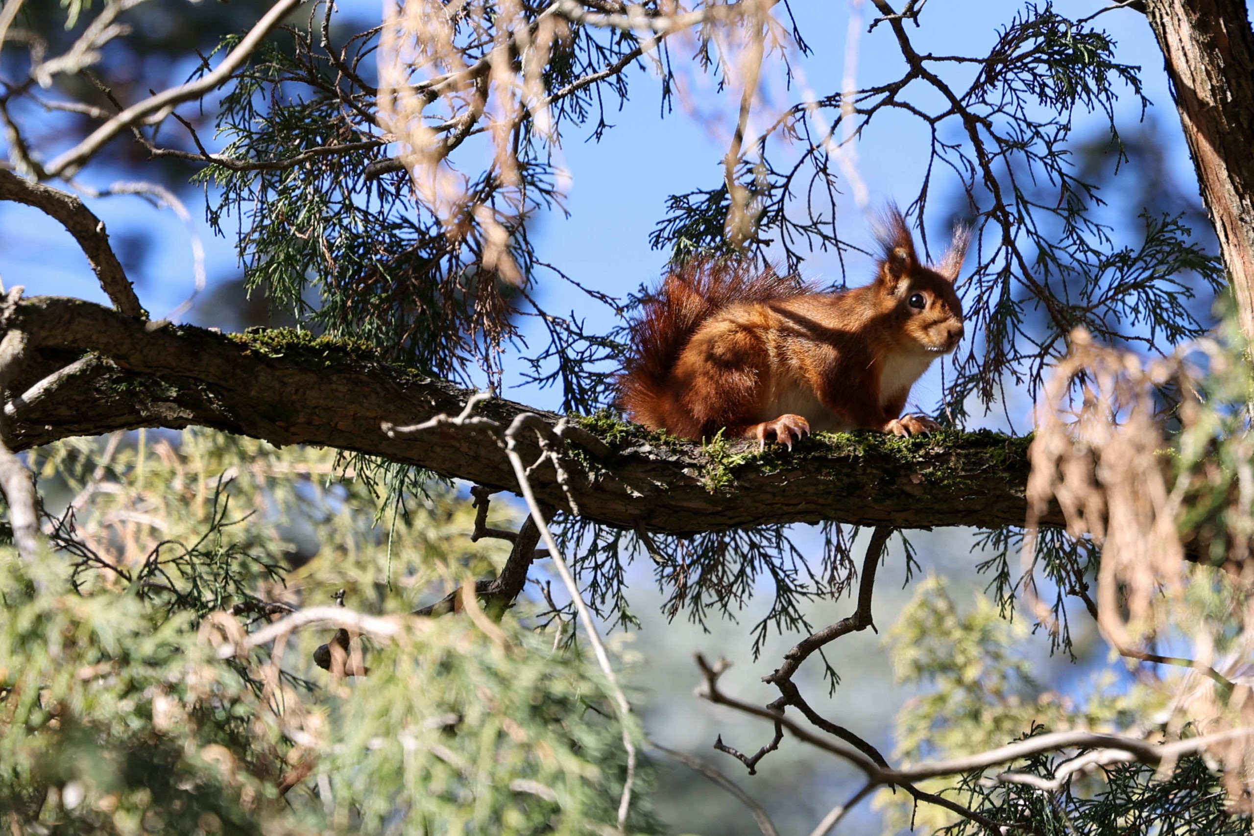 Création de site internet à Tarbes